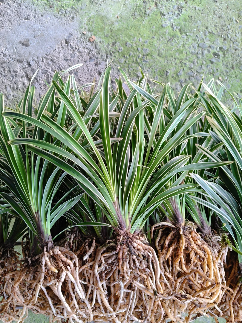 秋芝霸王边艺红头白孔雀一苗成景精品兰花好养活适合阳台庭院种植