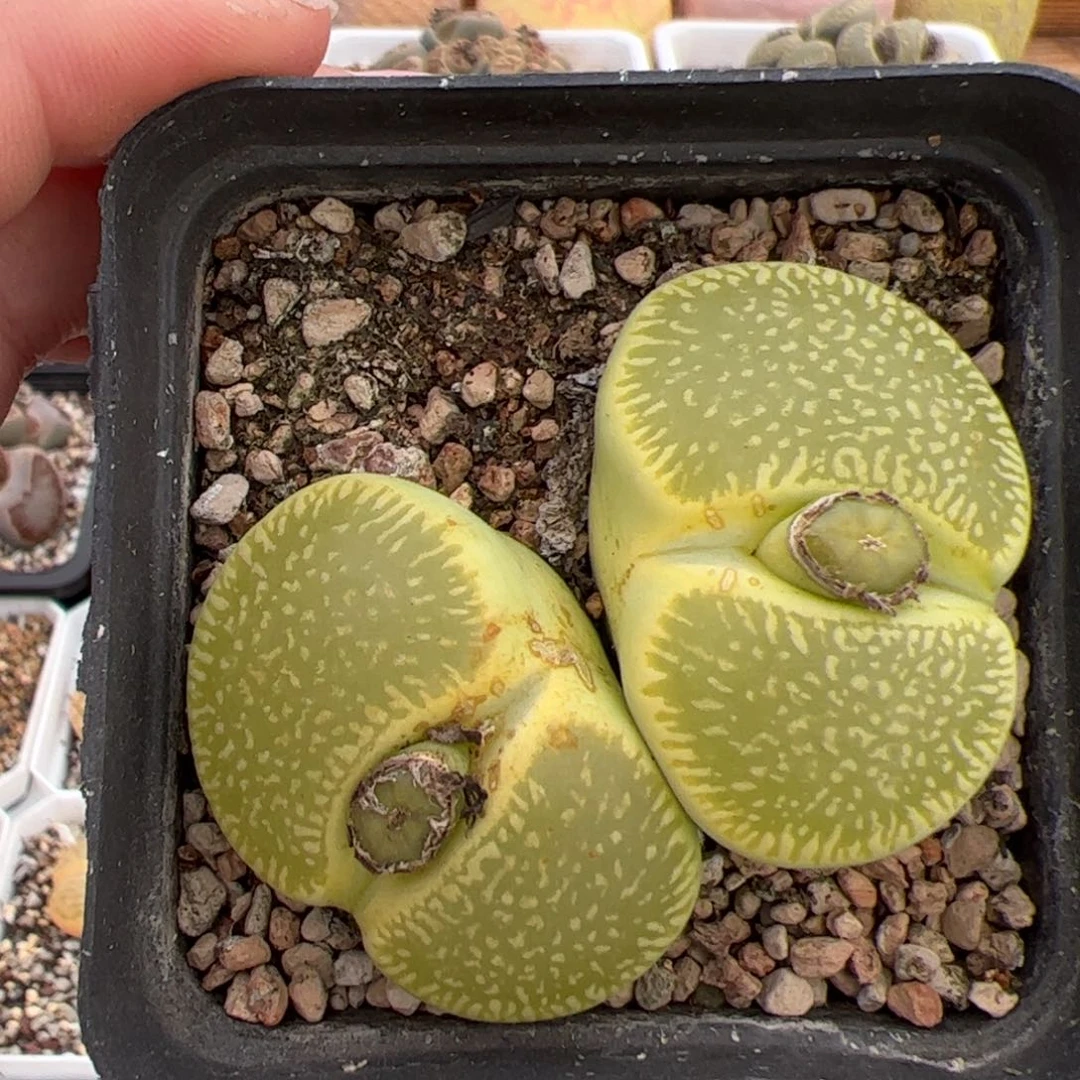 0722号绿光阳 多肉植物