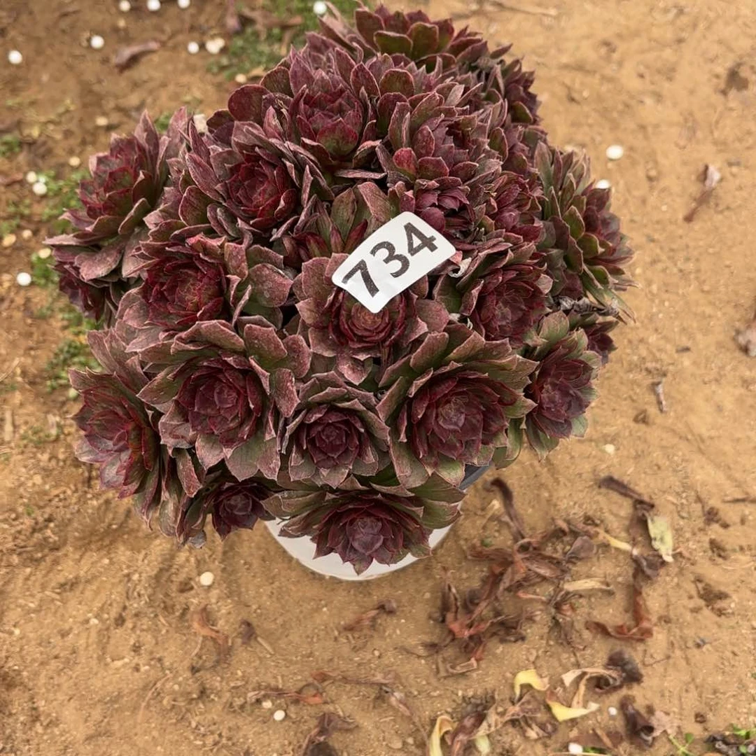 734红丝绒多肉不包损