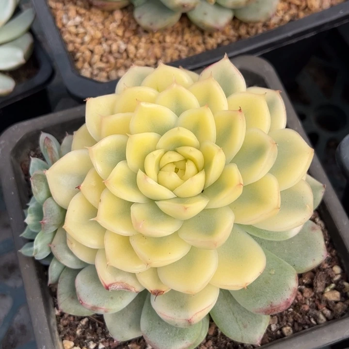 漂亮多肉锦一物一拍锦龙