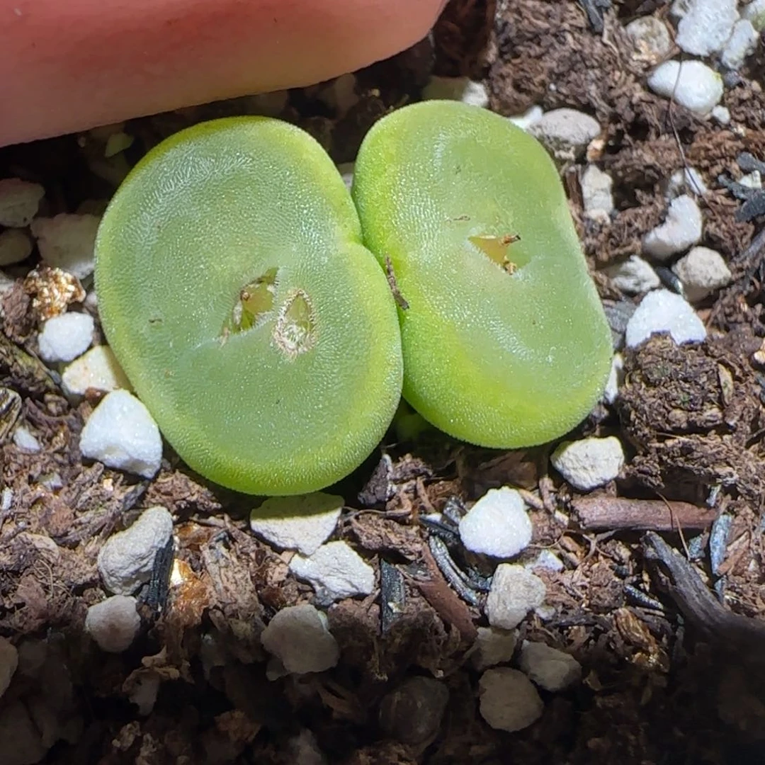 肉锥多肉植物百科-水晶鞋有疤1476