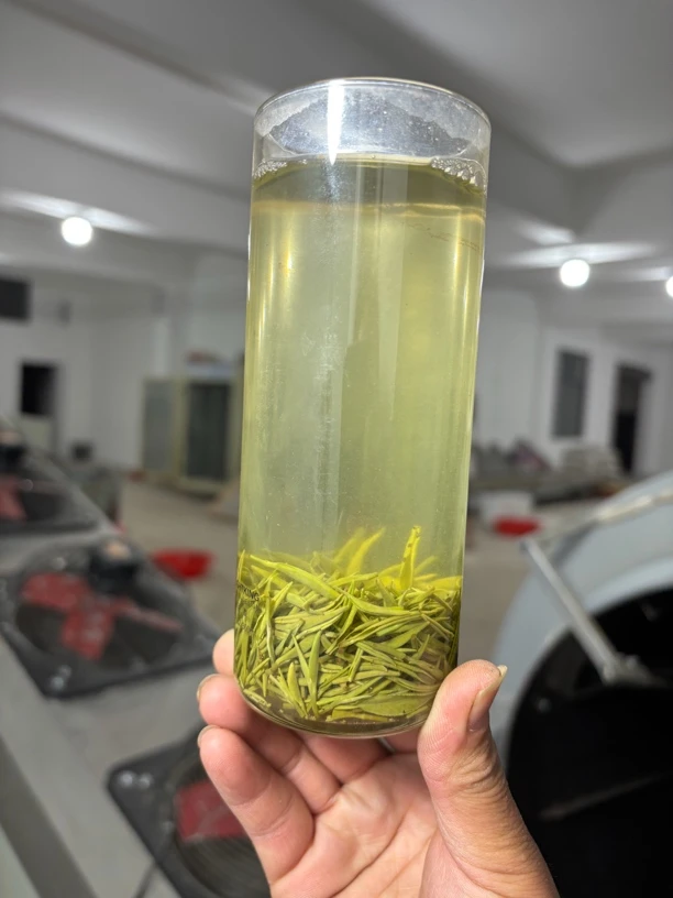 正宗信阳毛尖雨前高山芽子绿茶鲜爽回甘