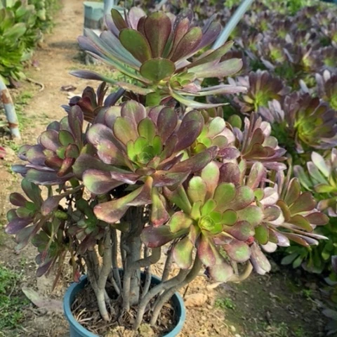 圆叶丛林多肉植物46号