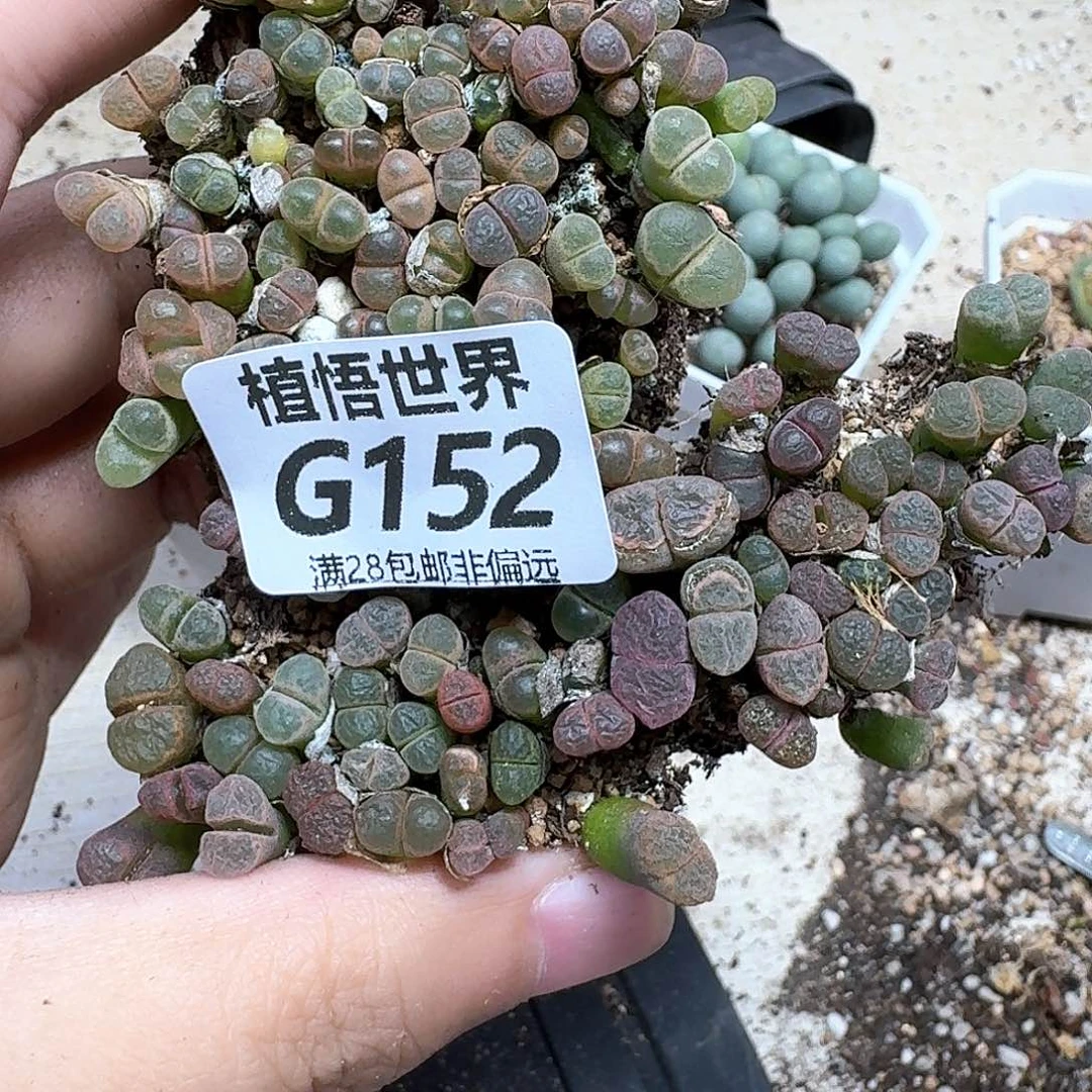 多肉植物的人生fvbb