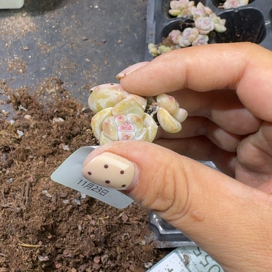 51 号到1框，江北多肉