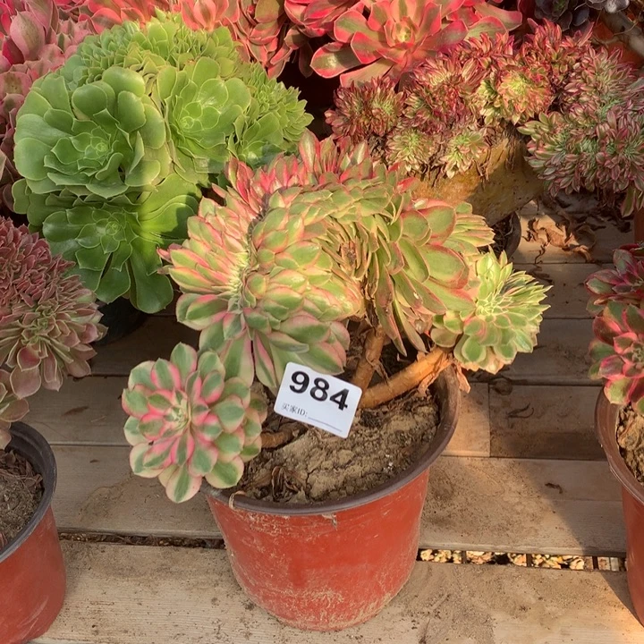 984荔枝缀多肉法师