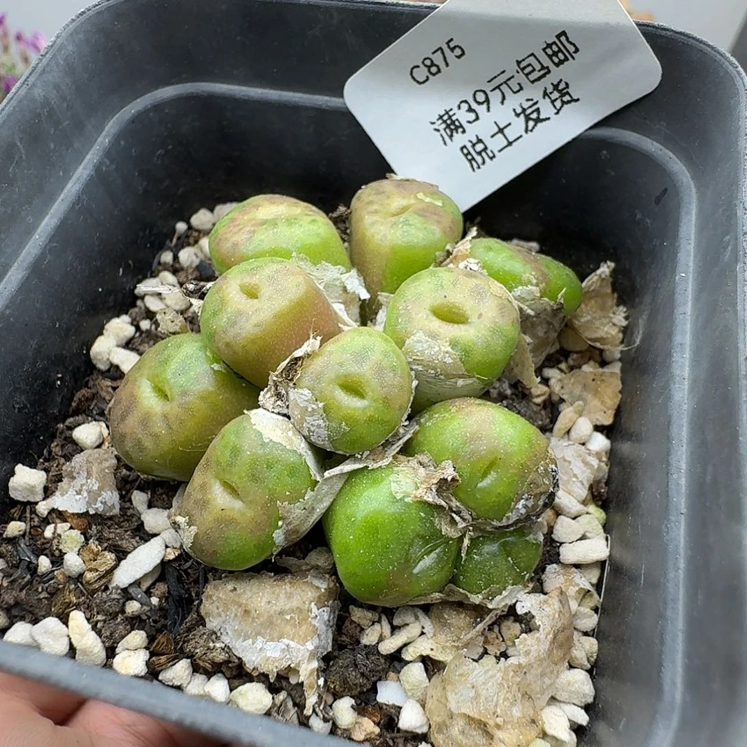 875多肉哈哈哈哈哈哈哈