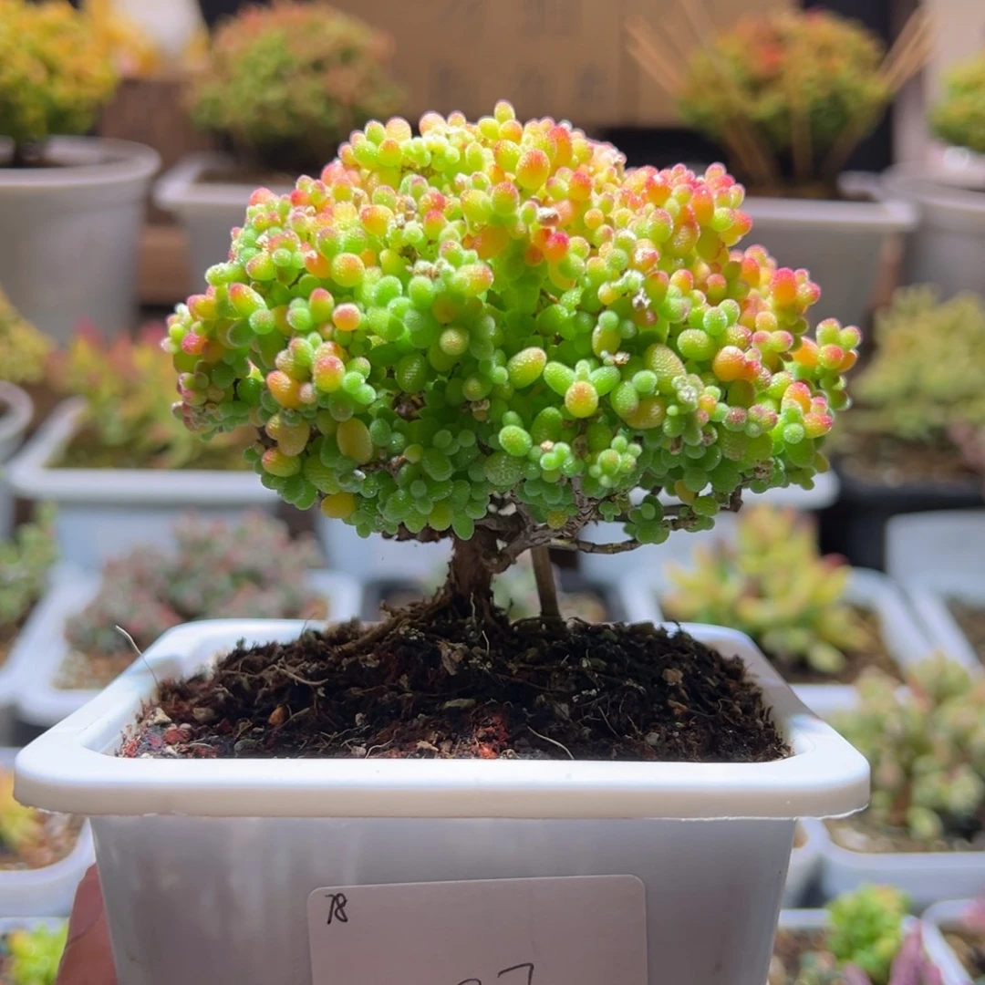 397金桔一物一拍包开箱