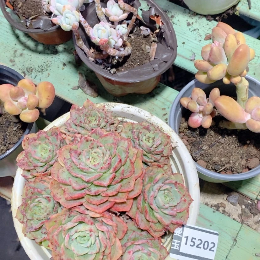 【闪购商品】贝拉多娜15202