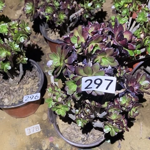 多肉植物法师297黑法师砍过