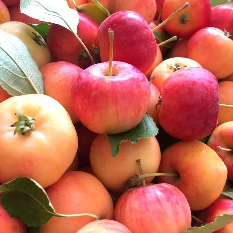 东北酸沙果顺丰包邮迷你小苹果海棠花红特产新鲜应季水果
