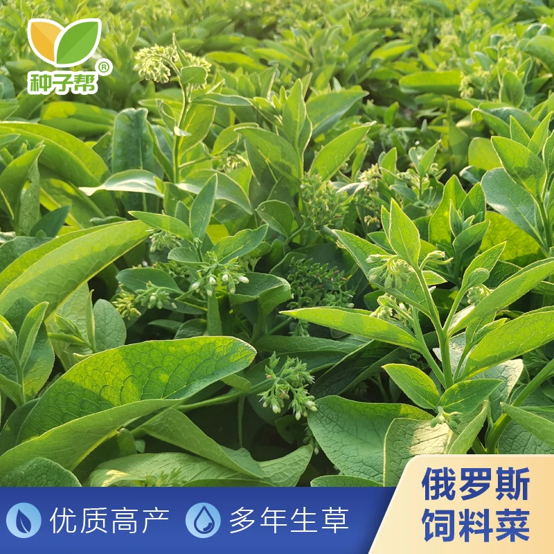 俄罗斯饲料菜种根:四季播种优质高产高蛋白耐寒耐旱,喂猪鸡鸭鹅