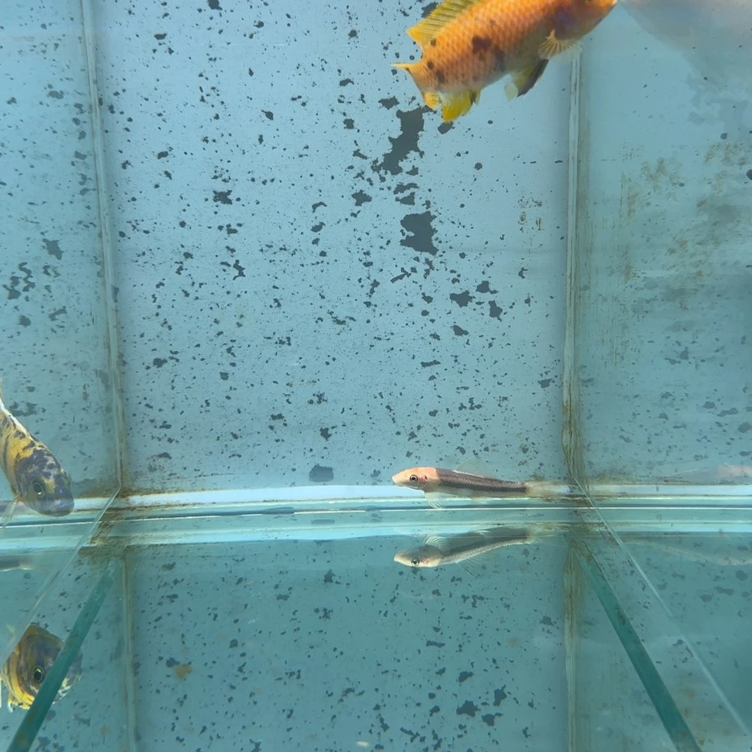 慈鲷自*曲617号黄金斑马