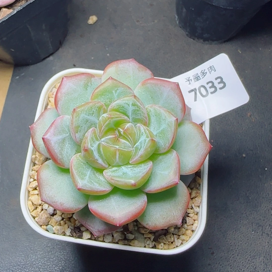 紫雾，7033多肉植物