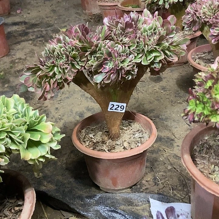 229女妖缀化特价