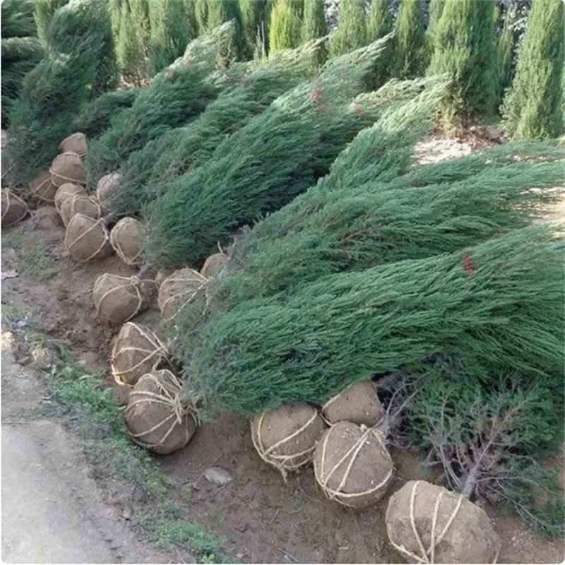 柏树苗松树苗塔柏苗雪松苗蜀快刺柏圣诞树绿化苗侧柏树苗塔柏树苗
