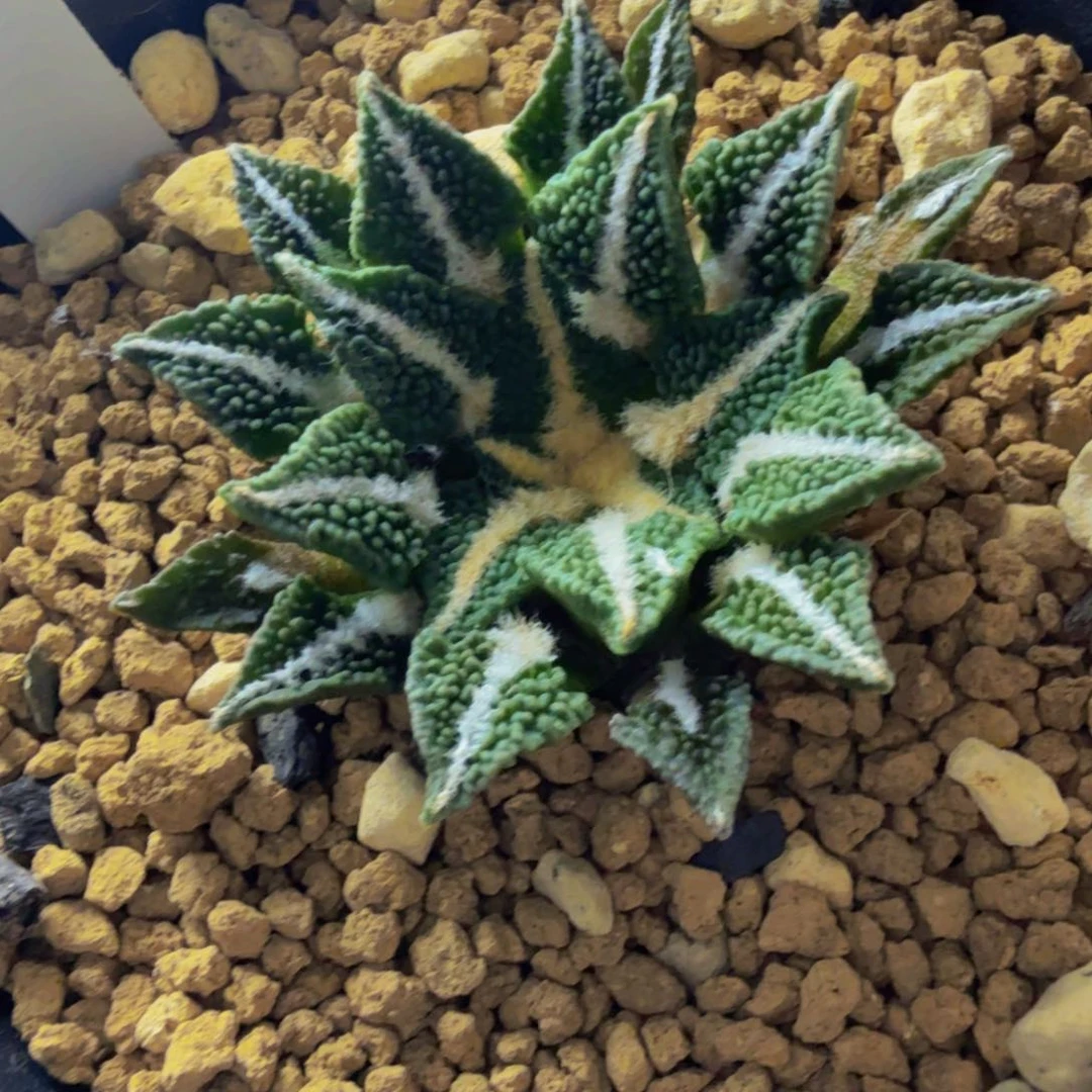 颗粒大U黑牡丹 实生