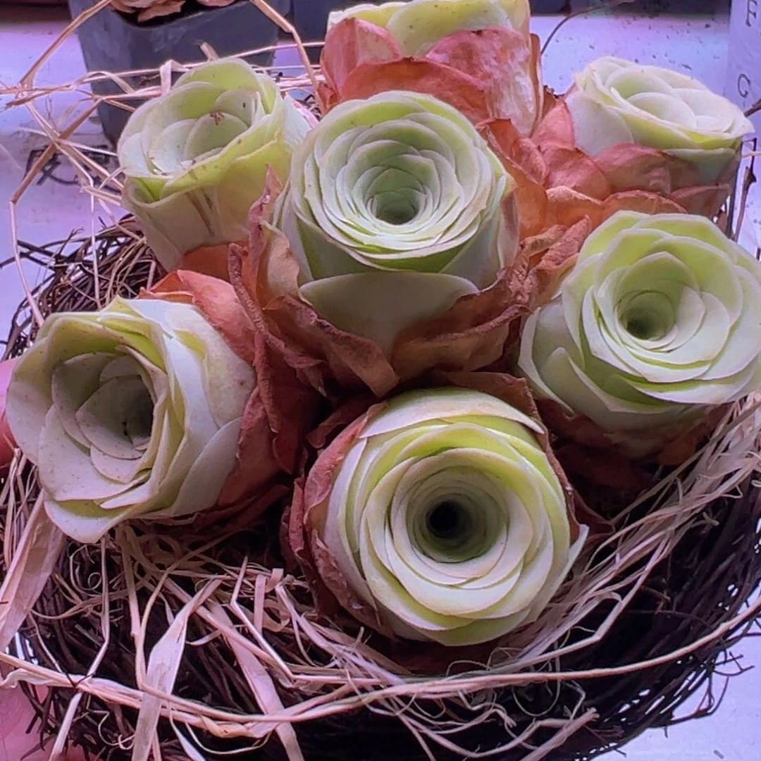 鸟巢组合山地玫瑰