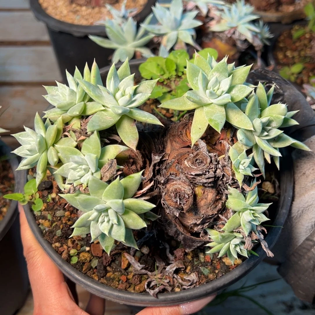 298苹果叶杂交雪山瑕疵