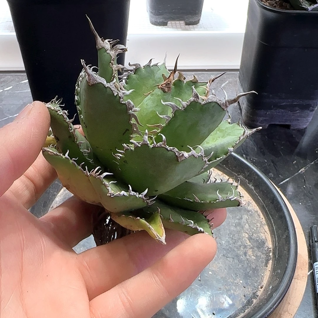 蕾丝龙舌兰111111