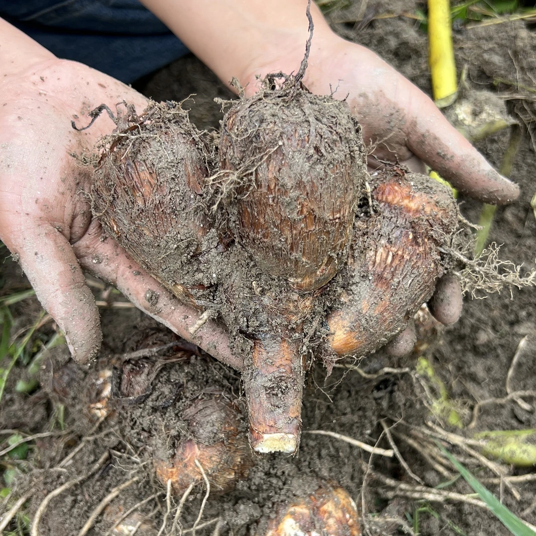 农家自种新鲜白芽芋香糯粉滑香包邮