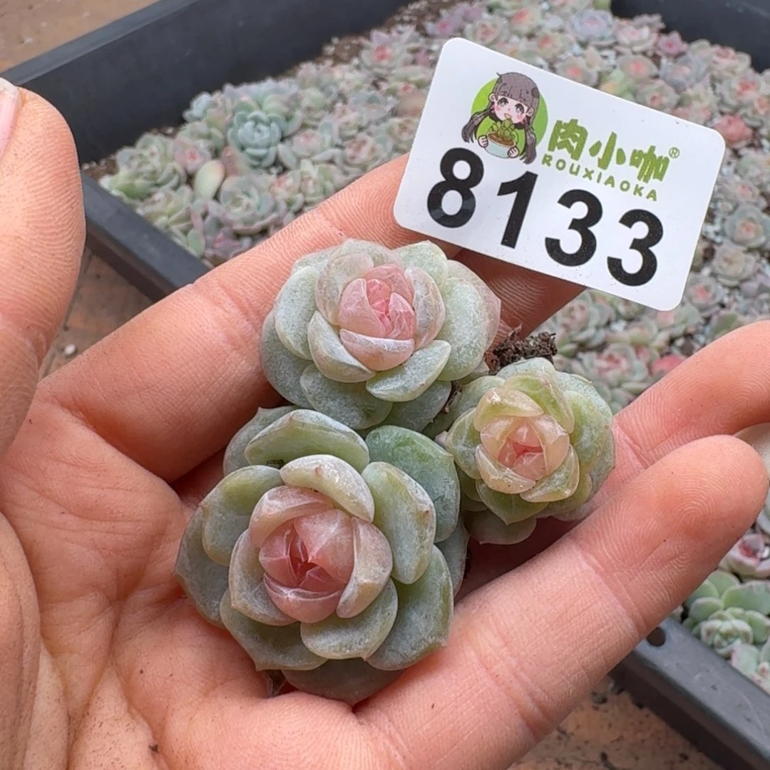 泡***x多肉植物多肉植物