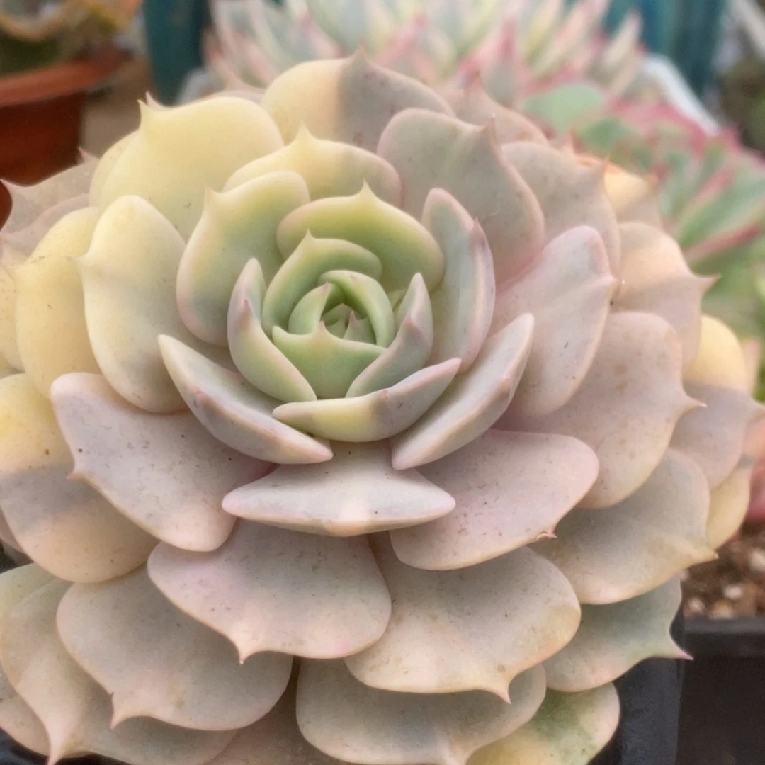 303露娜莲锦锦锦锦