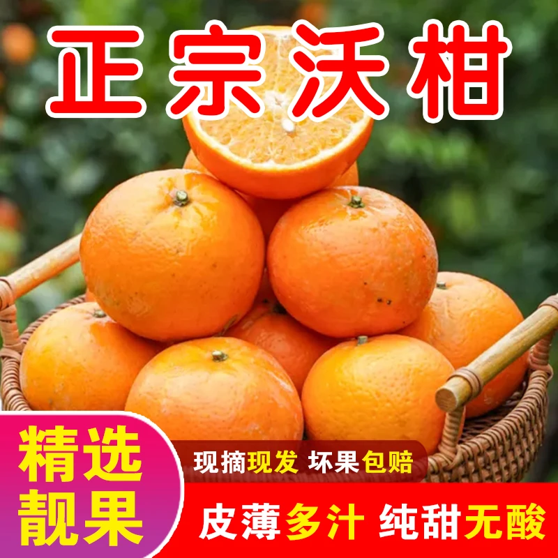 现摘纯甜沃柑新鲜水果广东橘子当季整箱蜜橘柑橘果园直发5斤