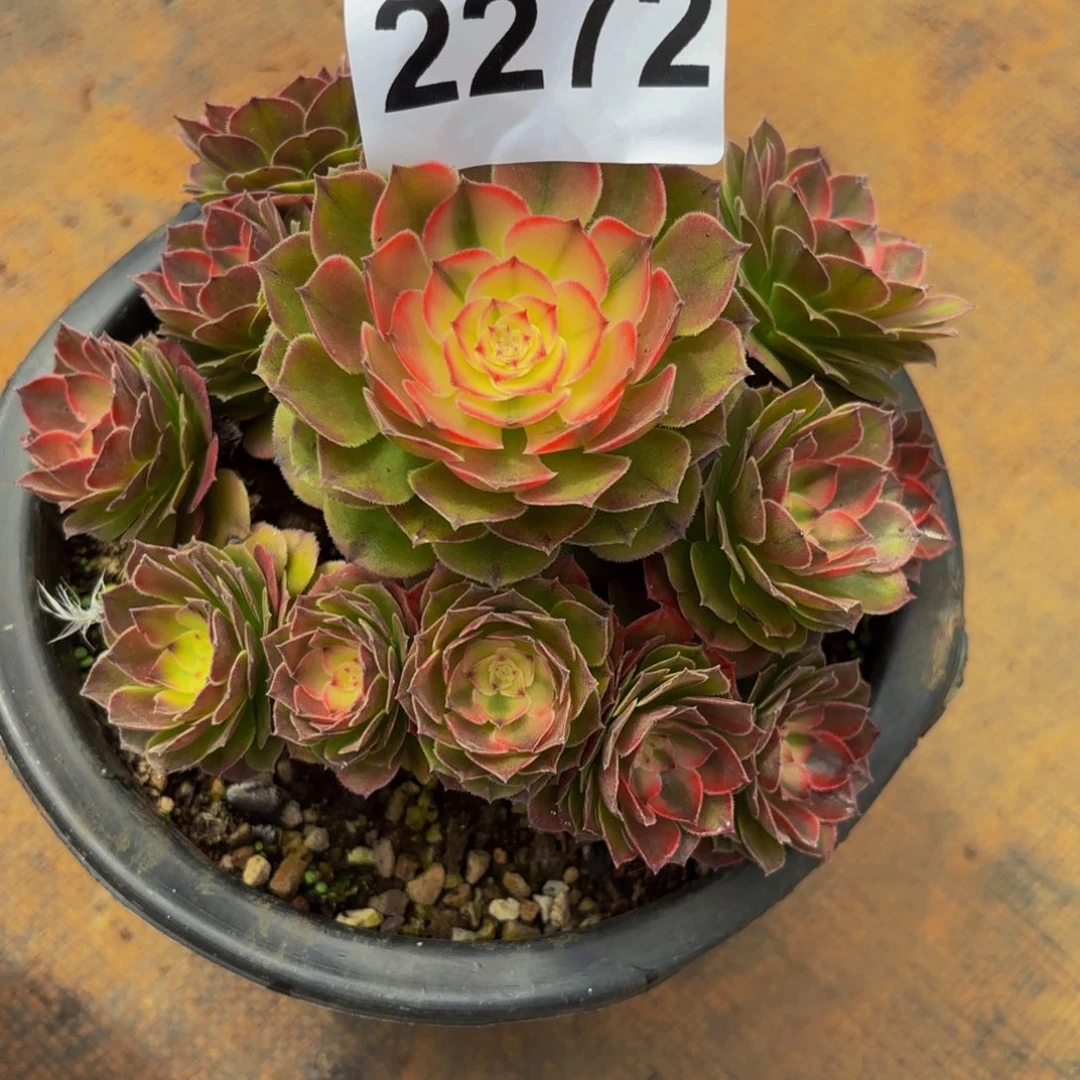 小***孃2272多肉植物荔枝