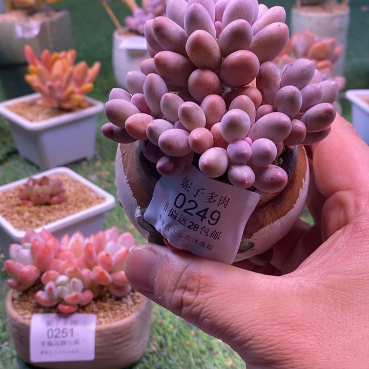 0249啊啊啊啊啊啊啊啊啊啊啊啊