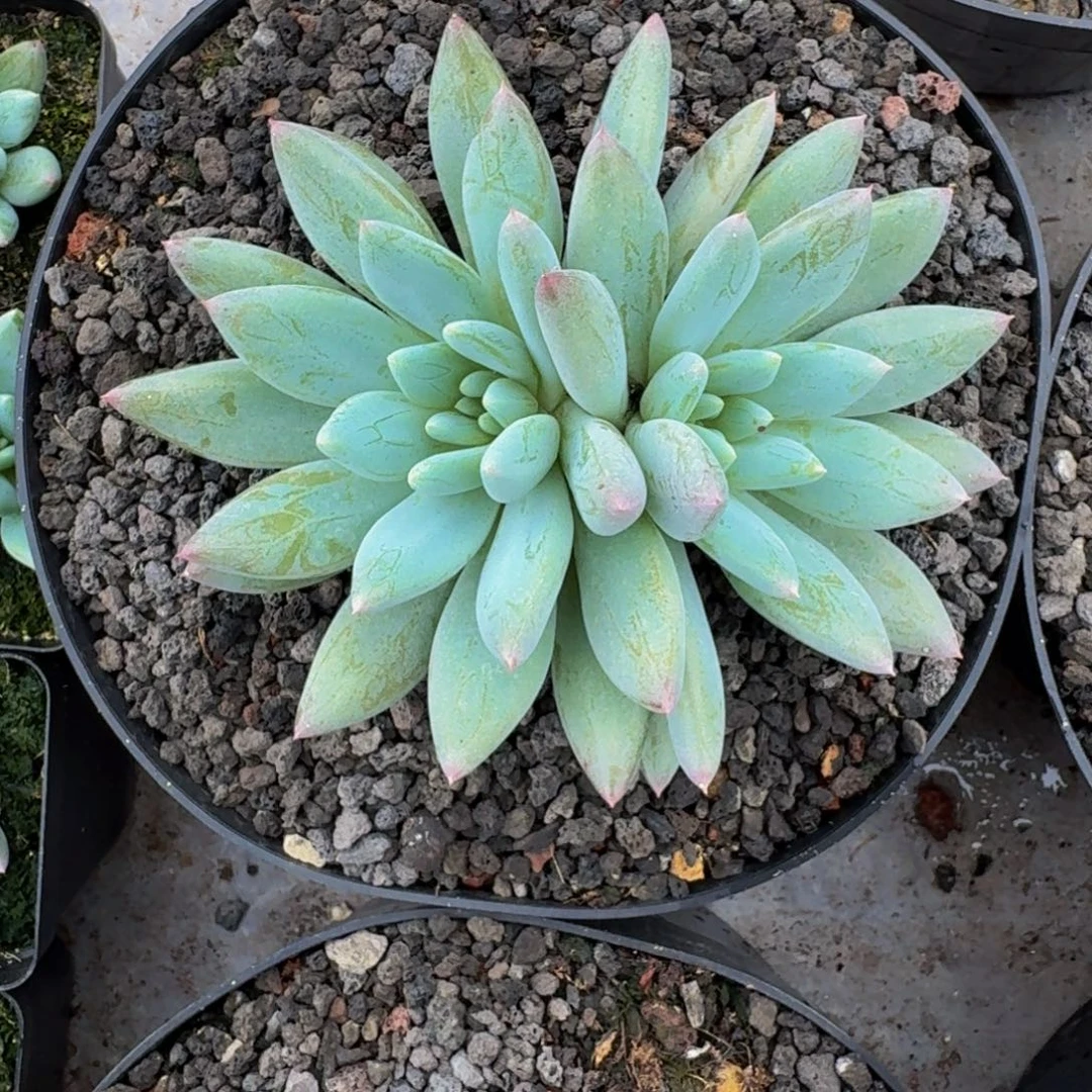 人鱼公主 双头 一物一拍