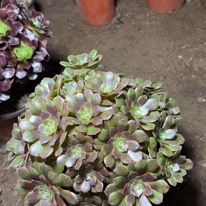 多肉植物法师半夏4