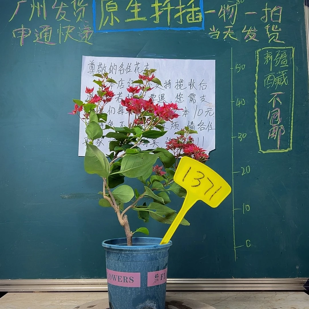 当前无花栽培后可以开花重瓣红 1371