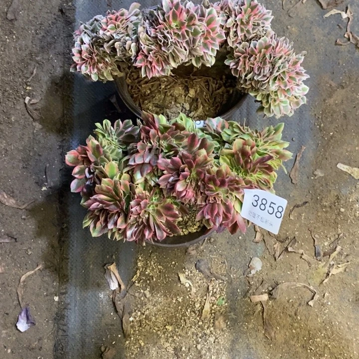 两盆多肉断头不包3858