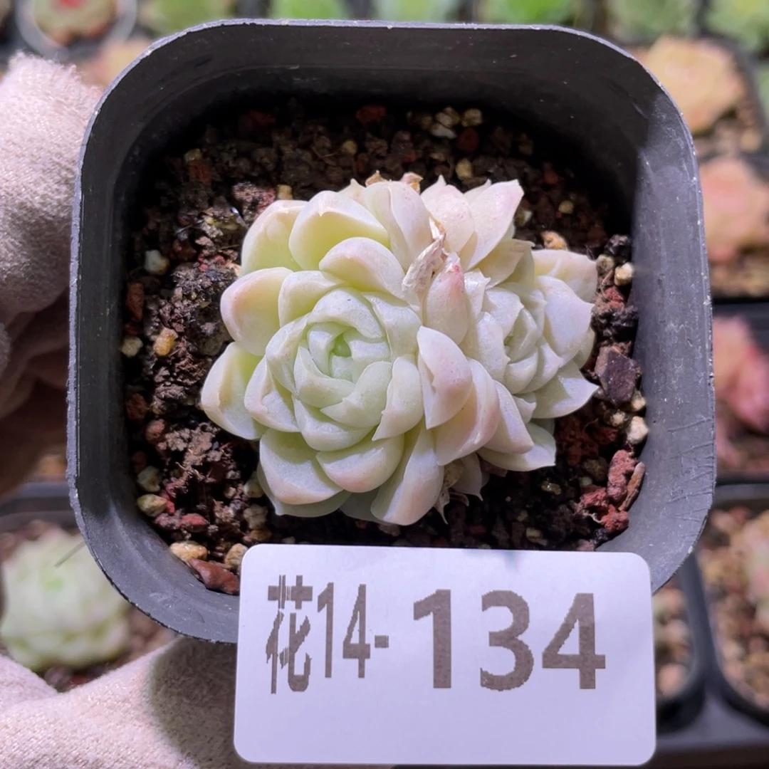 花利美14-134新品