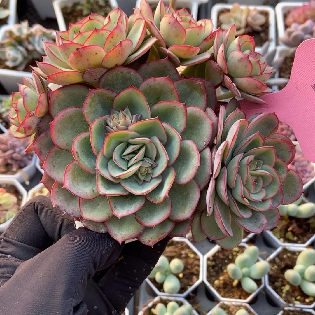 22牡丹亭多肉植物