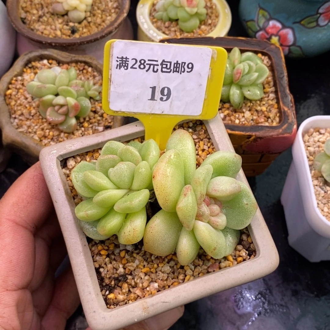 紫***羽919冰玉石化糖心多肉……