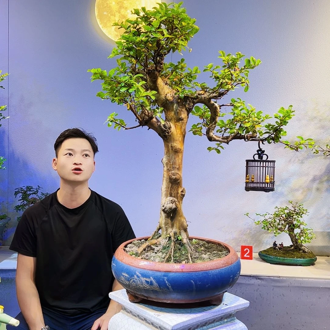 无花朵精品老桩红花紫薇