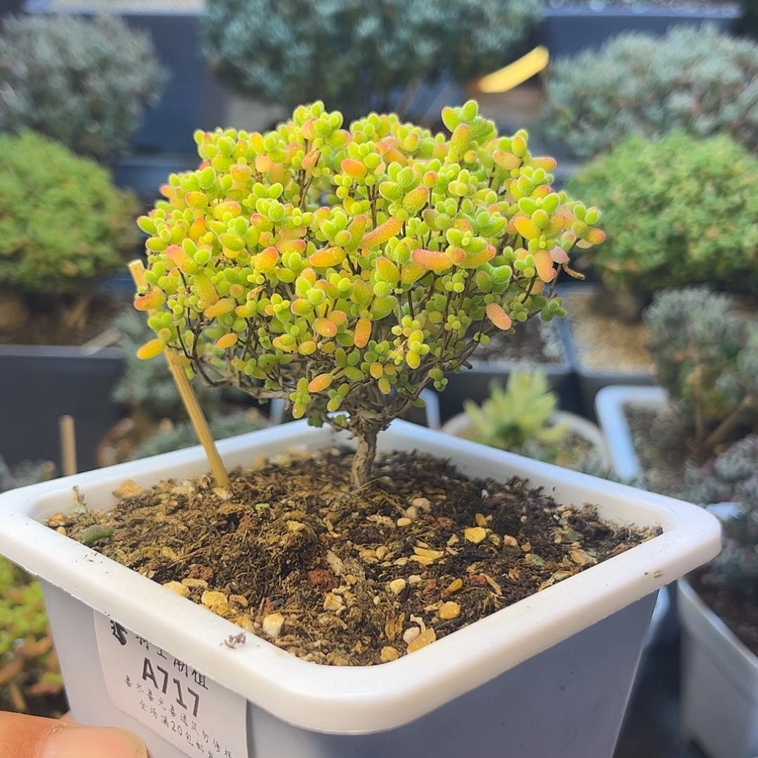 717蜜橘糖球糖球枝干多肉