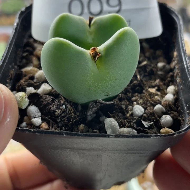 佳人园艺 老周上福利啦将009