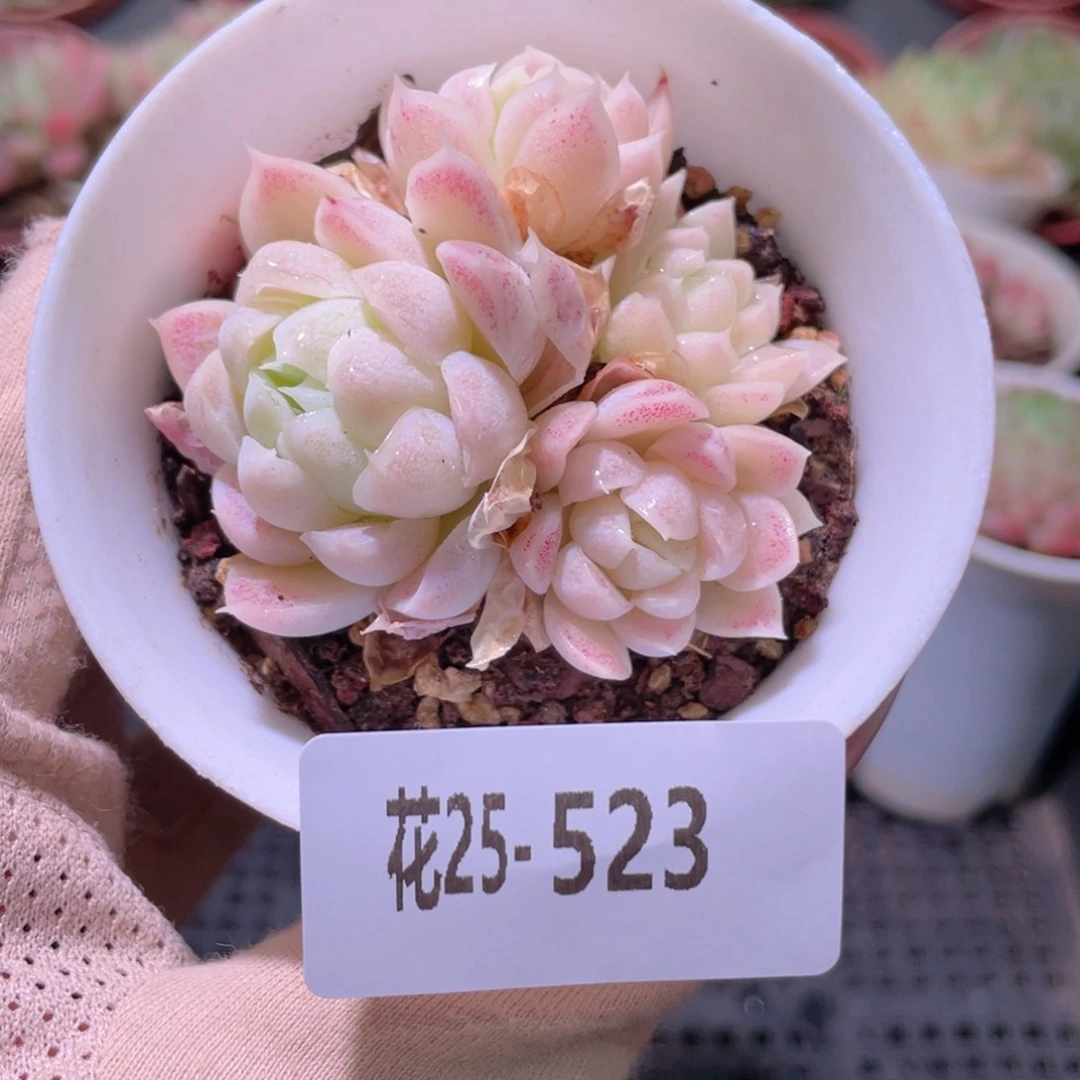 花利美25-523白月影