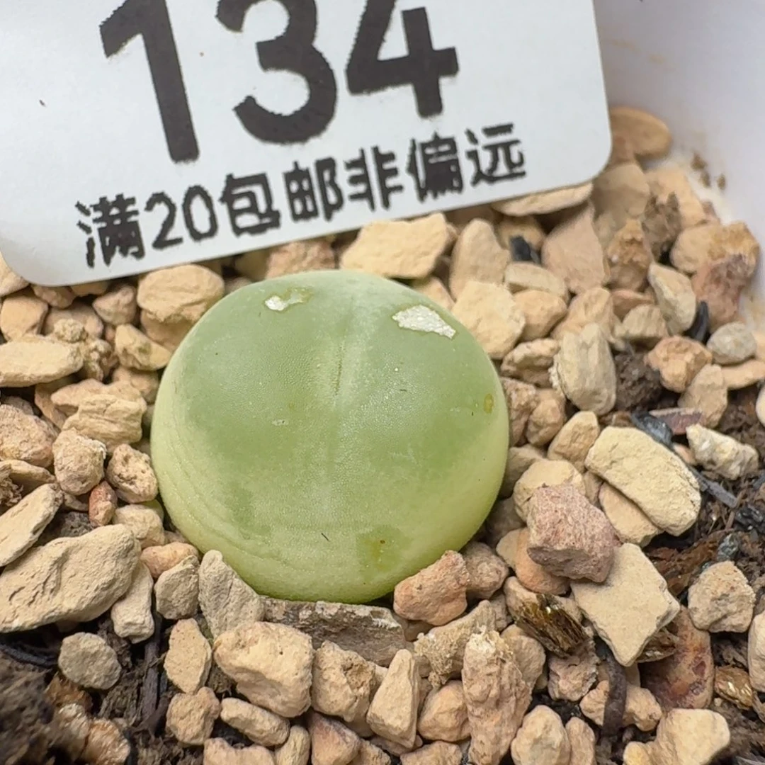 柠***y有瑕疵带盆土。