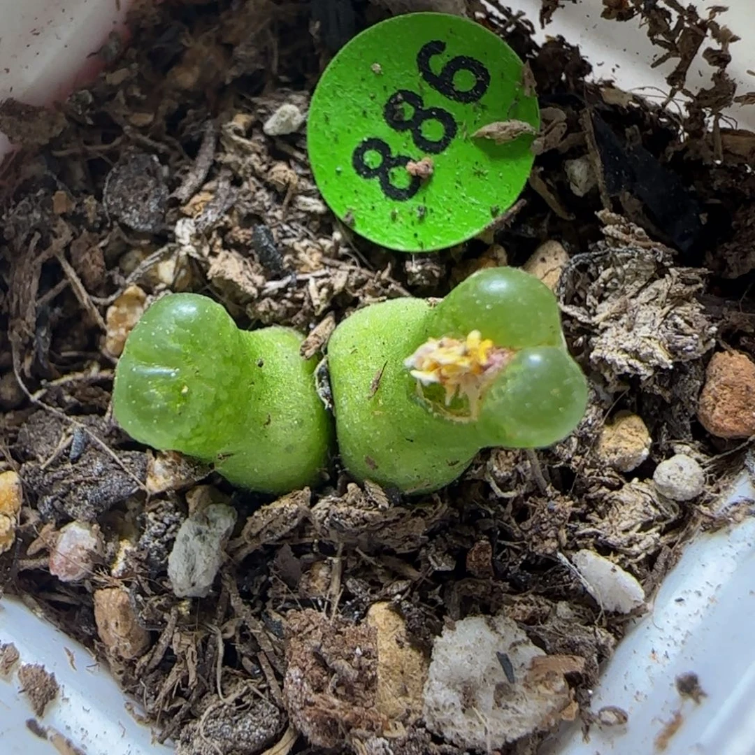 小葫芦双头多肉植物886