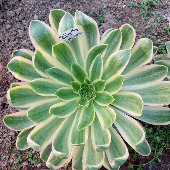 878青莲多肉12345678