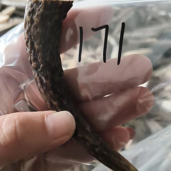 岁***人鹿角鹿角鹿角鹿角鹿角鹿角