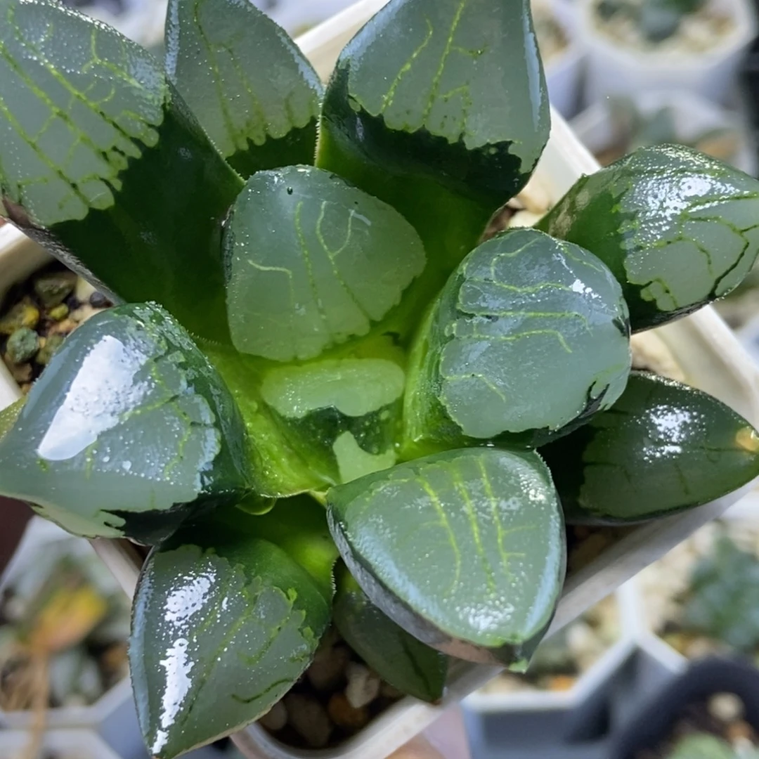 裹克实生一物一拍