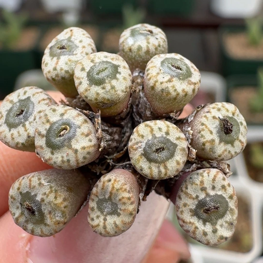 249优选11头小s。