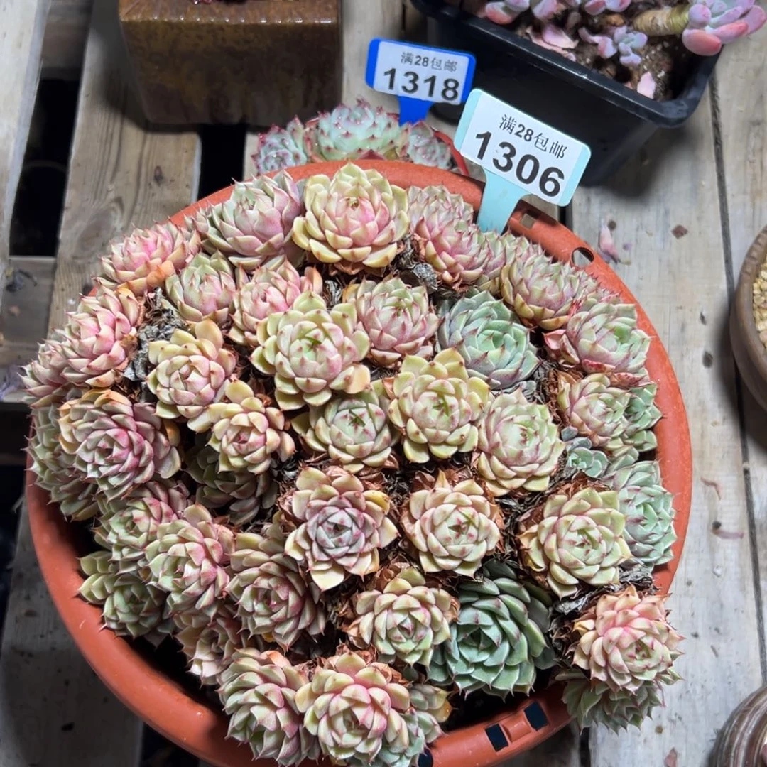 1306苯巴蒂斯，冠服25