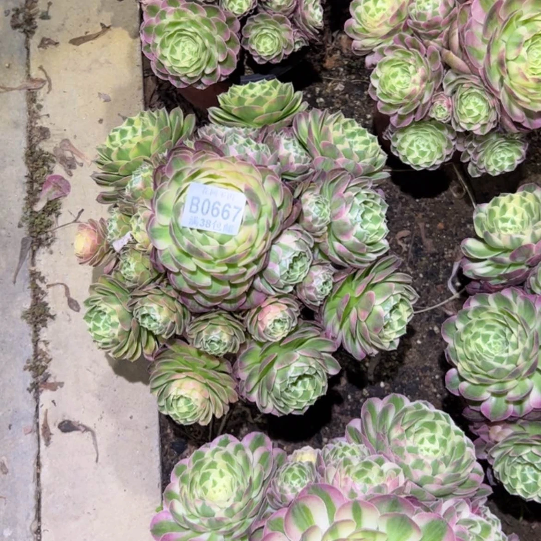 【闪购商品】s***a667海王多肉