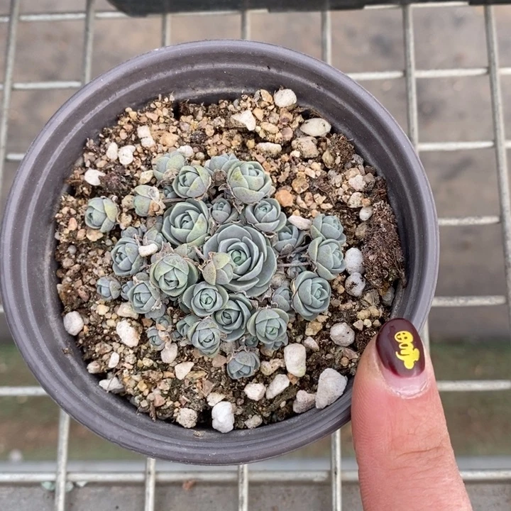 伯克利和他的朋友们在一起的